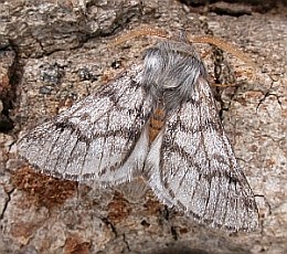 Eastern Pine Processionary - Thaumetopoea pinivora © Teresa Farino